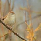 Cetti's warbler