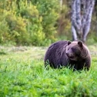 Brown bear in Alutaguse National Park, Estonia