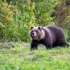 Brown bear in Alutaguse National Park, Estonia