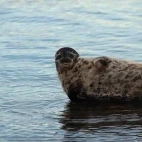 Baltic ringed seal in Estonia.