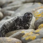 Baltic ringed seal in Estonia.