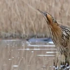 Eurasian bittern