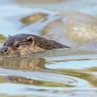 European otter