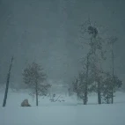 A grey wolf lying down in the snow, Finland.