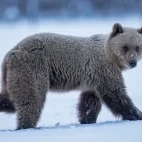 A brown bear walking, in Finland.