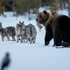 Brown bear and grey wolves in Finland.