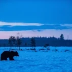 Brown bear amongst the Finnish landscape.