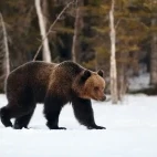 A brown bear in Finland