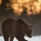 Portrait of a brown bear in Finland