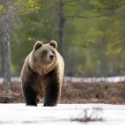 A male brown bear in spring, Finland