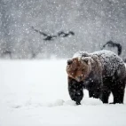 Brown bear covered in snow, Finland