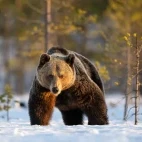 Brown bear walking in Finland