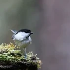 Coal tit in Finland.