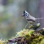 Crested tit in Finland.