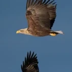 A white-tailed eagle and raven in flight, Finland.