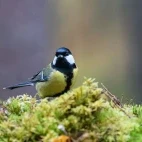 Great tit in Finland.