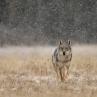 Grey wolf in Finland