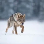 Grey wolf in Finland