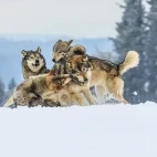 Grey wolves playing, in Finland