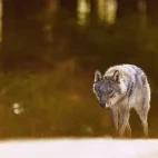A grey wolf in Finland