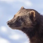 A wolverine in Finland