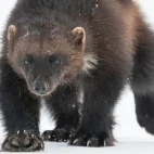 A wolverine in Finland