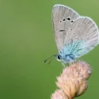 Large blue butterfly in France.