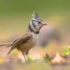 Crested tit in France.