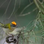 Firecrest in France.