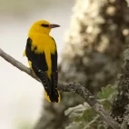 Golden oriole in France.