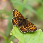 Heath fritillary in France.