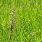 Lizard orchid in France.