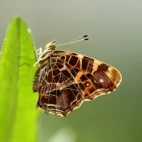 Map butterfly in France.