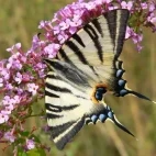 Scarce swallowtail in France.