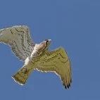 Short-toed eagle with snake in France.