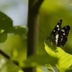 Southern white admiral in France.