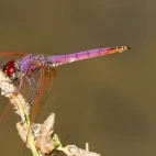 Violet dropwing in France.