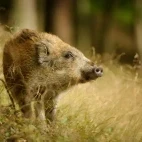 Wild boar in France.