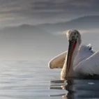 Dalmatian pelican on Lake Kerkini, Greece.
