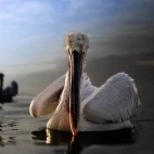 Dalmatian pelican on Lake Kerkini, Greece.