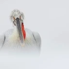 Dalmatian pelican on Lake Kerkini, Greece.