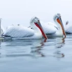 Dalmatian pelican on Lake Kerkini, Greece.