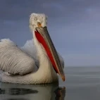 Dalmatian pelican on Lake Kerkini, Greece.
