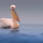 Great white pelican on Lake Kerkini, Greece.