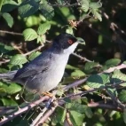 Eurasian blackcap