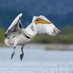 Dalmatian pelican in Lake Skadar, Montenegro
