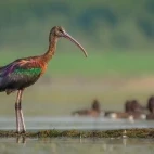 Glossy ibis