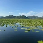 Lake Skadar in Montenegro.