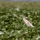 Squacco heron