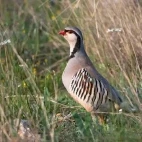 Rock partridge